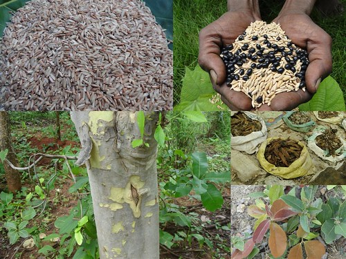 Indigenous Medicinal Rice Formulations for Diabetes and Cancer Complications, Heart, Spleen and Liver Diseases (TH Group-107) from Pankaj Oudhia’s Medicinal Plant Database by Pankaj Oudhia