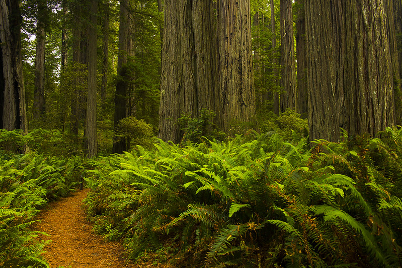 Redwood National Park (5 of 5)