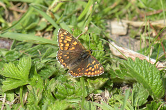 British butterflies: Riodinidae