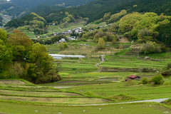 田園・Rice Field