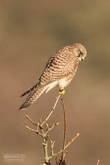 Birds of Prey [UK]
