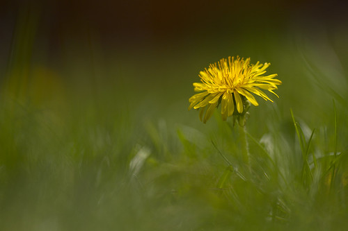 無料写真素材|花・植物|タンポポ