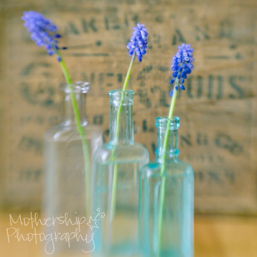Antique bottles and hyacinths