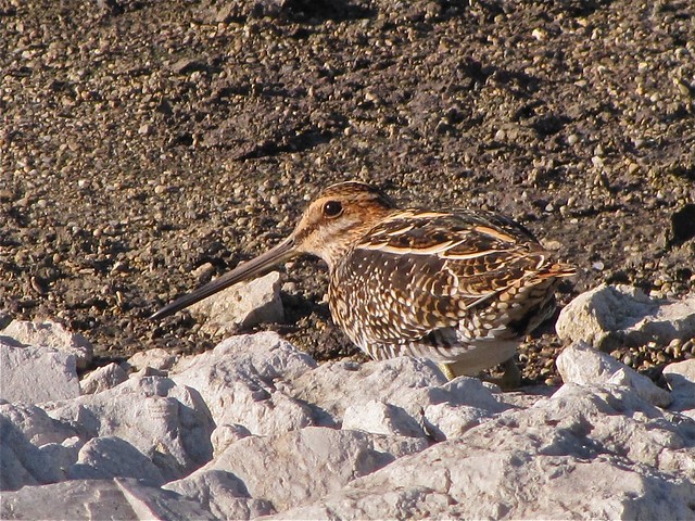 Wilson's Snipe at Gridley Wastewater Treatment Ponds 16