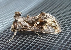 Noctuid Moth (Ctenoplusia agnate)
