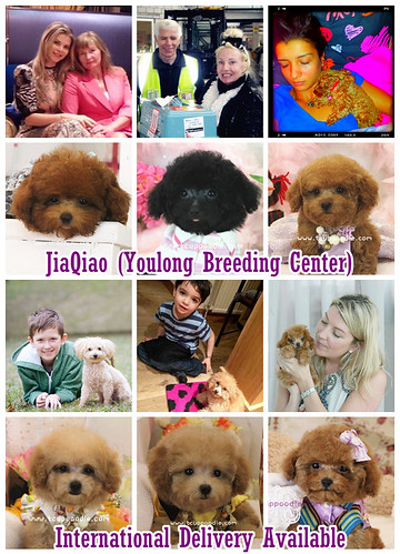 TOY Poodle - International Delivery Available by 大熊媽媽