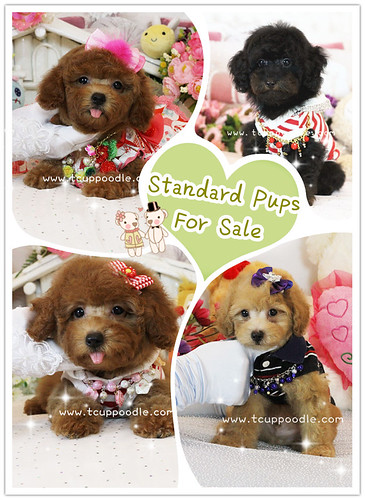 Poodle Pups For Sale by 大熊媽媽