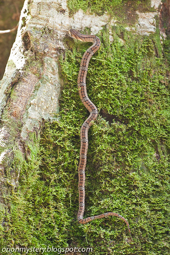 IMG_6863 copy Brown Kukri Snake (Oligodon purparescens)
