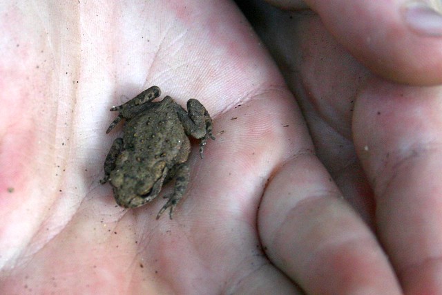 A very small frog