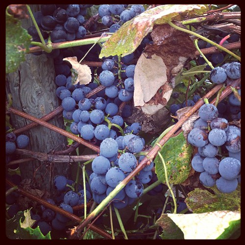 #septfoodphotos 8 | #makesmehappy - grapes ready for harvest - Fredonias to be exact #farmgirl #eatrealfood #seasonaleating