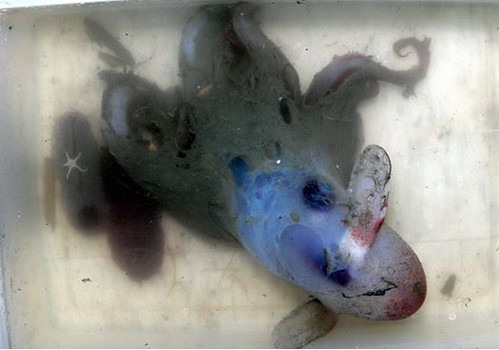 深海的煙灰蛸腕間膜發達，可用律動來行進。(圖片攝影：李坤瑄)