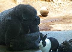 Erie Zoo 09-21-2012 - Gorilla and Rabbit