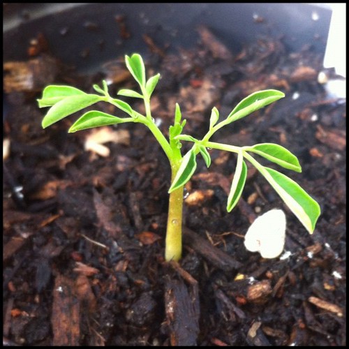 My one and a half inch tall Malunggay (Moringa) seedling already looks like a miniature tree... It's so cute. Can't wait until it get bigger...