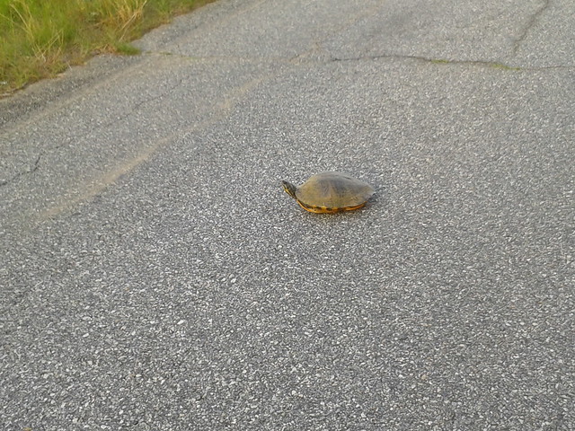 Found a box turtle in the road