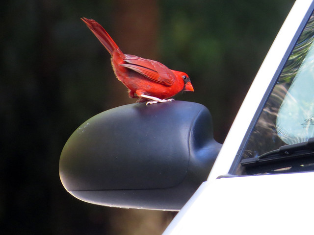 Northern Cardinal attacking window