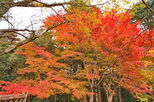 【写真】紅葉 : 京都府立植物園