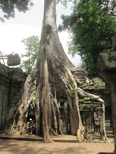 Tree covering temple