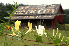 Honeysuckle and  a Rock City Barn