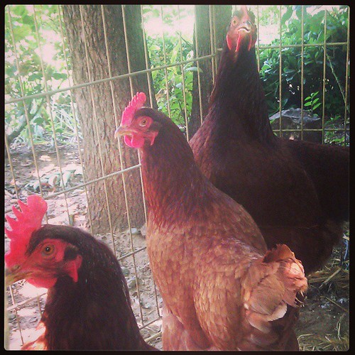 My new (rescued) hens, Chocolate, Caramel, and Eliot (named by previous owners). They were kind of doomed to be harried to death/eaten by dogs, so we took them in.