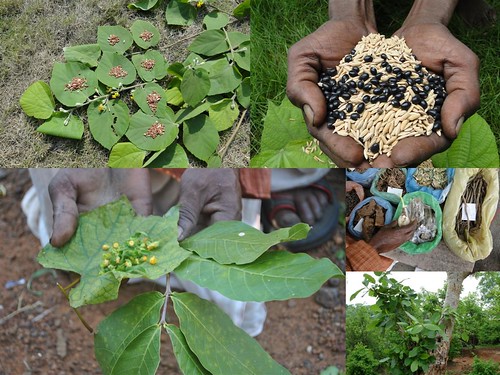 Indigenous Medicinal Rice Formulations for Diabetes and Cancer Complications, Heart and Kidney Diseases (TH Group-105 special) from Pankaj Oudhia’s Medicinal Plant Database by Pankaj Oudhia