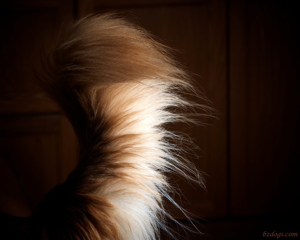 Henry's Tail