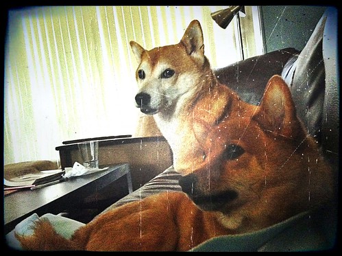 kiyomi and taro shibas, on the couch
