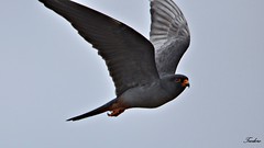 Falcão-de-patas-vermelhas. Falco vespertinus Nº308