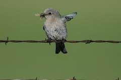 Mountain Bluebird_2032.jpg by Mully410 * Images