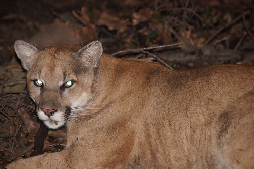 P22, the mountain lion currently living in Griffith Park, is expected to pursue a new territory soon. (National Park Service/Flickr)