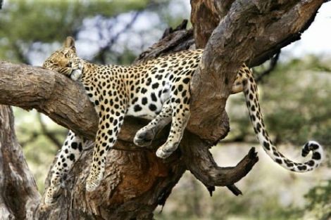 tired leopard