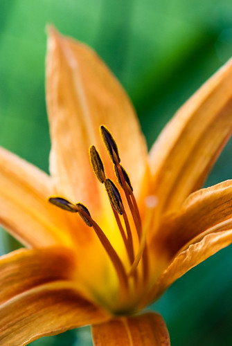 Daylily before the rains came - #190/365 by PJMixer