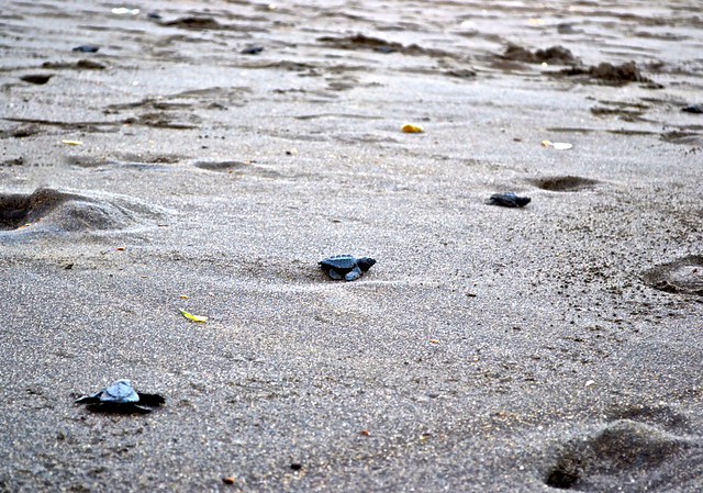 Turtle Release - Pacific Ocean - Monterrico, Guatemala