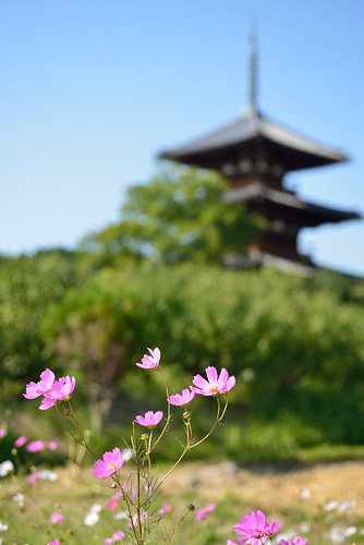Cosmos  flowers in front of Hokki-ji temple No.1.
