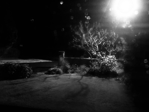 1000/810: 09 May 2012: Late Night Garden by nmonckton