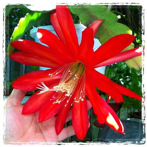 My hanging Epiphyllum 'Newport' Cactus is blooming for the very first time... Look how big that flower is!!!