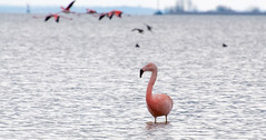 2013 03 31 Elburg Flamingo s