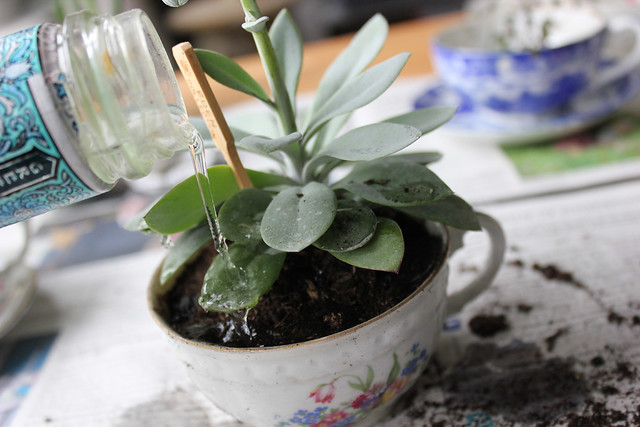 DIY Teacup Planter