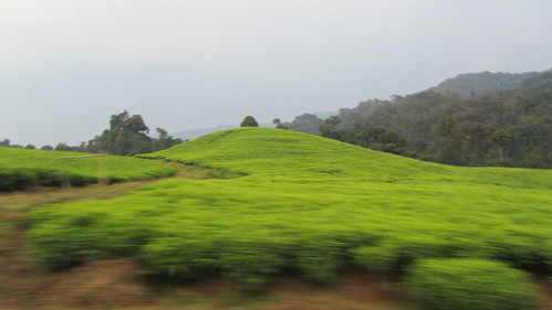 Tea farms. Such beautiful color.