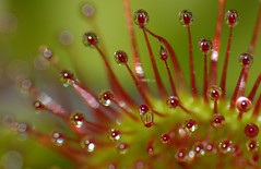 Round-leaved Sundew (Drosera rotundifolia) close-up