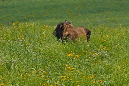 Five bison heifers graze on The Wilds’ demonstration site.