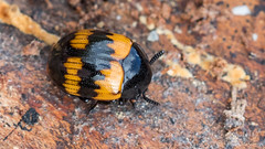 Coleoptera: Tenebrionidae of Finland