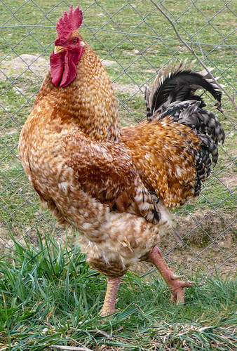 France, the rooster/leader of the pack