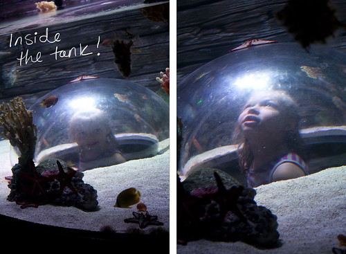 Sea Life In the Tank Blog