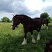 Clydesdales Grazing 6