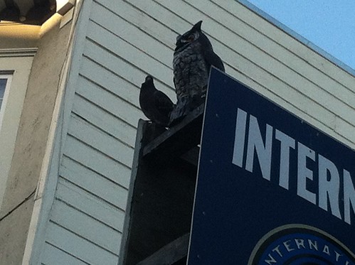 Pigeon undaunted by owl statue