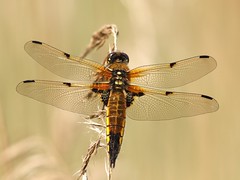 dragonflies / damselflies
