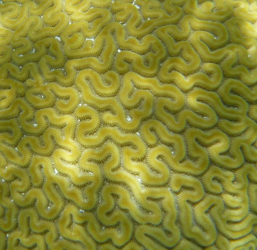 coral 3 by franbanks1 (needing sunshine !)