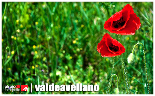 Valdeavellano | Primavera 2013 by alrojo09
