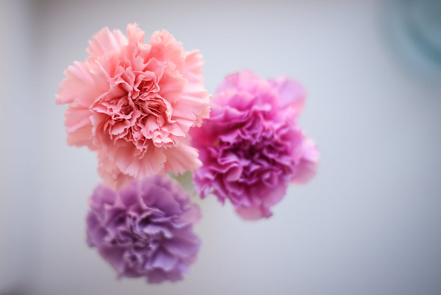 Colourful carnations
