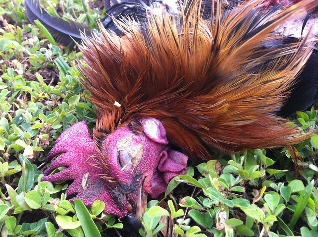 Dog killed a rooster